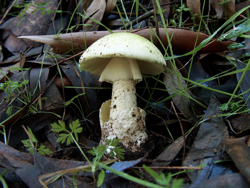 Amanita phalloides
